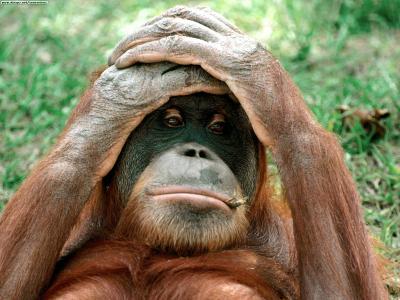 20120120181209-o-orangutan-20teme.jpg